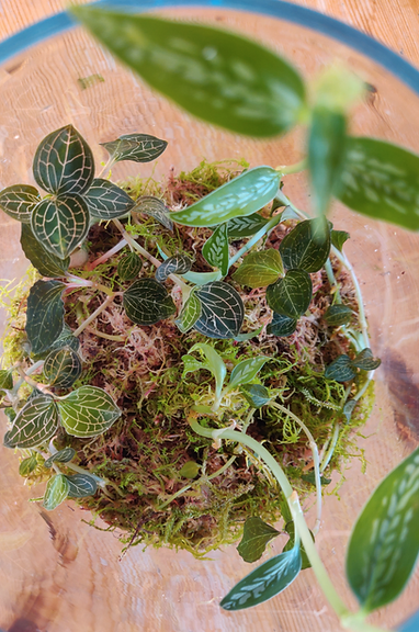 Episode 202: jewel orchids — Jane Perrone